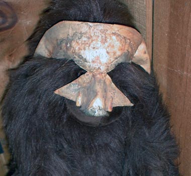 Boar Bear